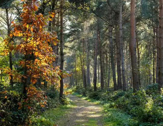 Trilho de floresta a desaparecer entre árvores, percurso de exploração